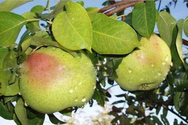 maduran los frutos de la variedad Rogneda