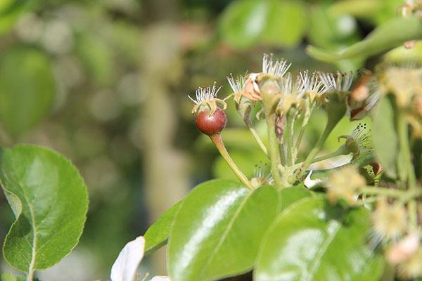 Ovaire de poire Rogneda