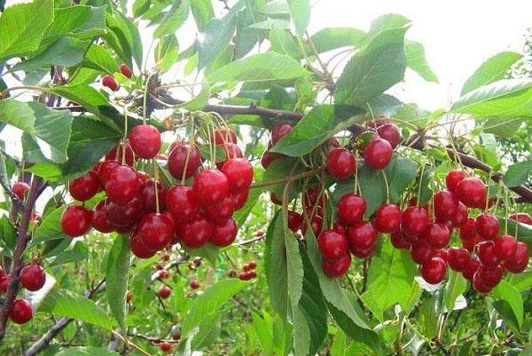 cereza madura Turgenevskaya
