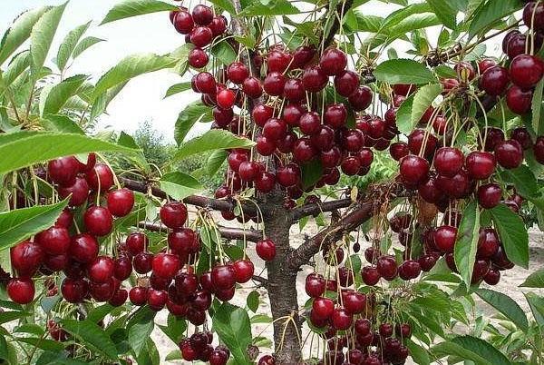 habrá deliciosa mermelada