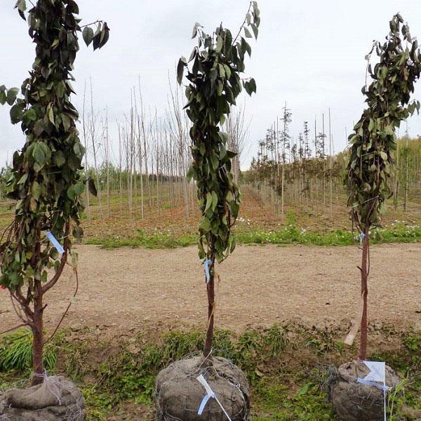 plántulas de cerezo