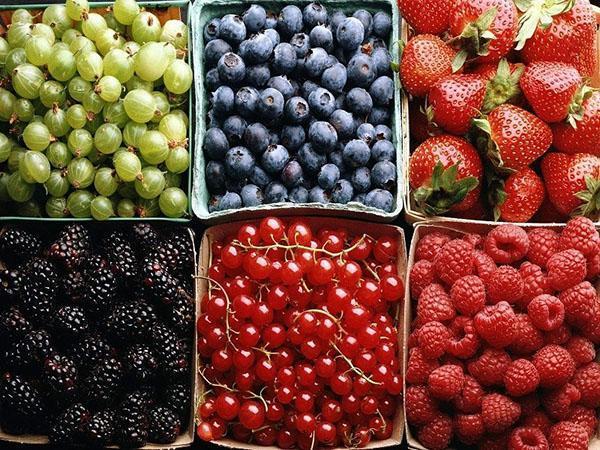 bayas para compotas surtidas