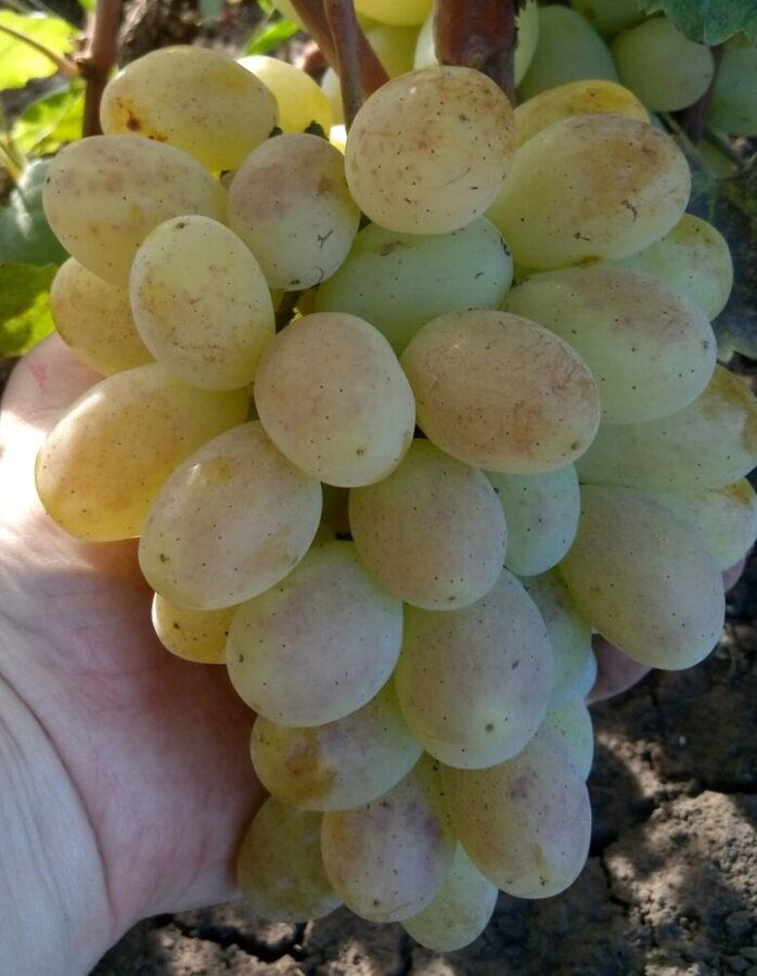 uvas laura