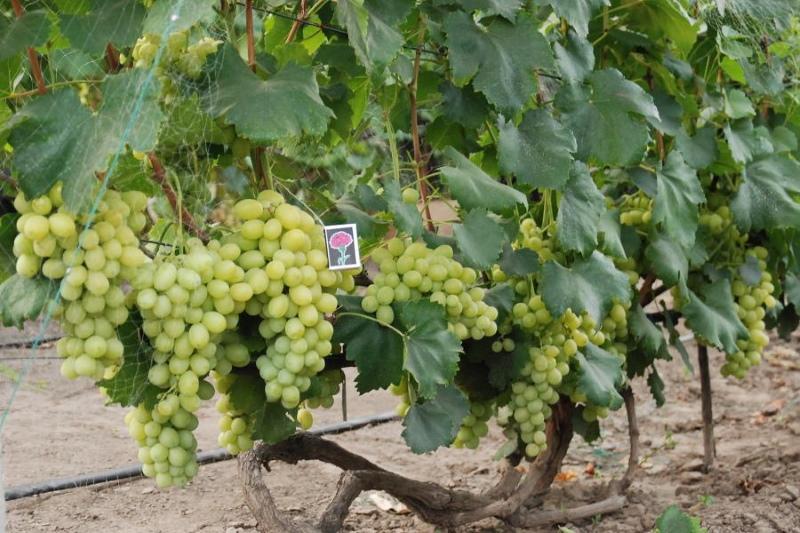 Ventajas y desventajas de la foto y descripción de la variedad de uva Laura