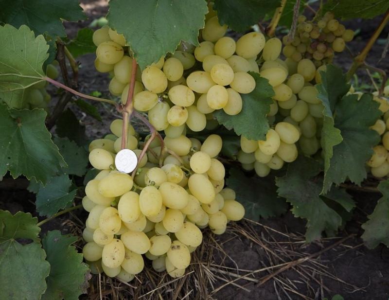 Foto y descripción de la variedad de uva Laura
