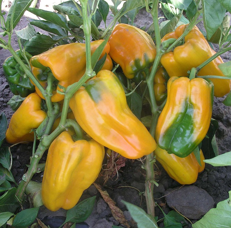 variedad de pimiento dulce de alto rendimiento