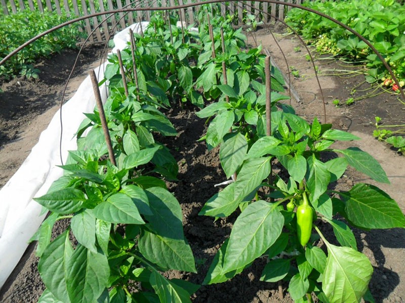 faire pousser des piments gemini