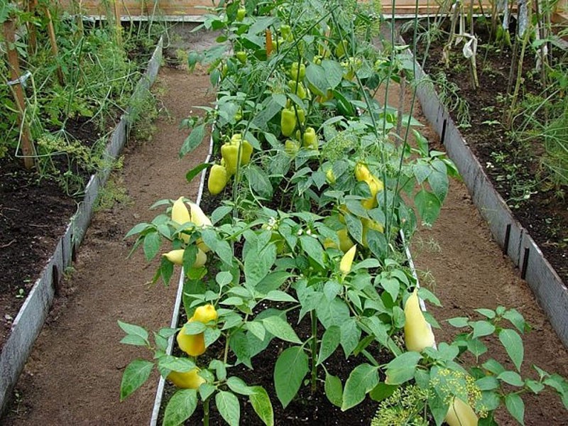 cuidando la pimienta en las camas