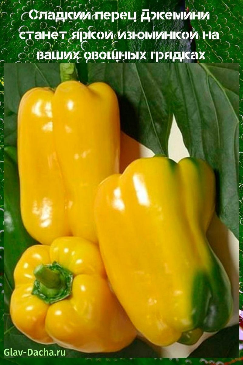 Pimiento Géminis