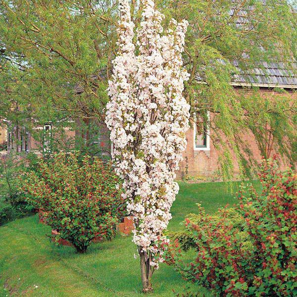 prune colonnaire en fleurs