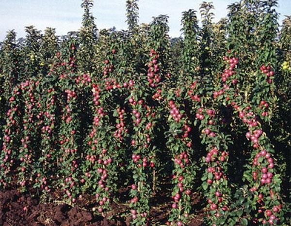 prune colonnaire porte des fruits