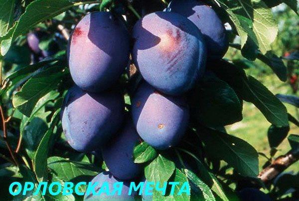 prune Oryol rêve