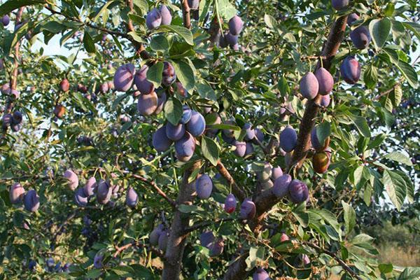 prune à la datcha de la région de Moscou