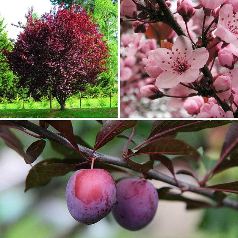 floraison et fructification du prunier étalé