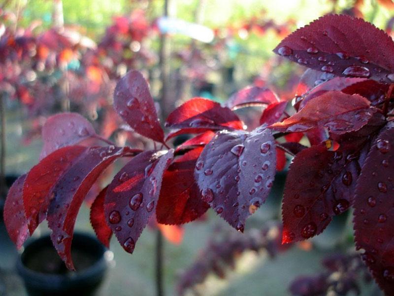 couleur vive du feuillage de prunier décoratif