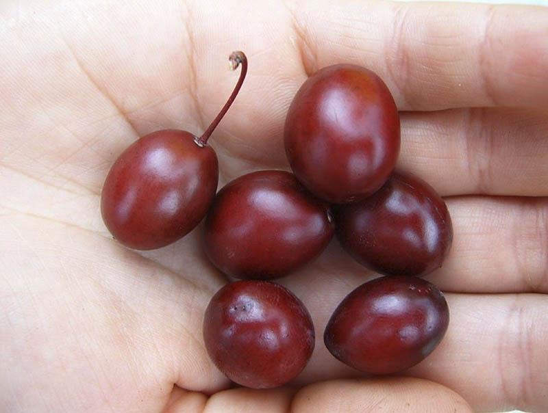 fruits de prune d'ornement