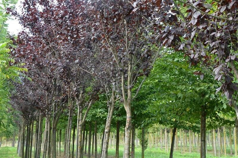 nigra décoratif de prune