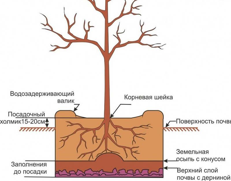 características de plantar ciruela de hojas rojas