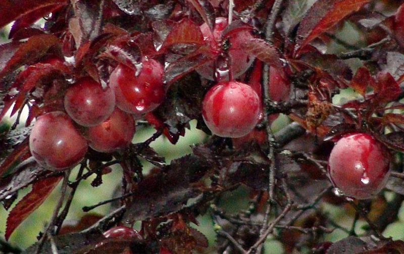 prune fructifère à feuilles rouges