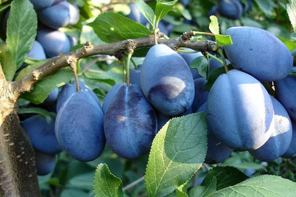 prune mûre fruits hongrois