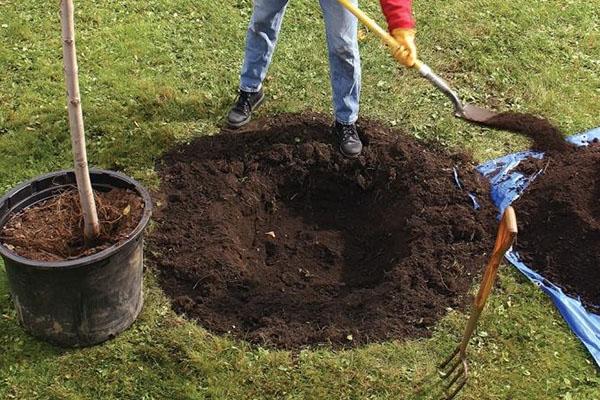 préparation du site de plantation de pruniers