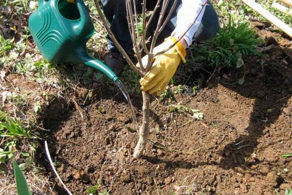 Regando el árbol joven de ciruela húngaro