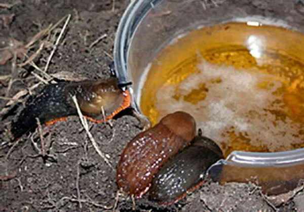 Des limaces piégées avec de la bière