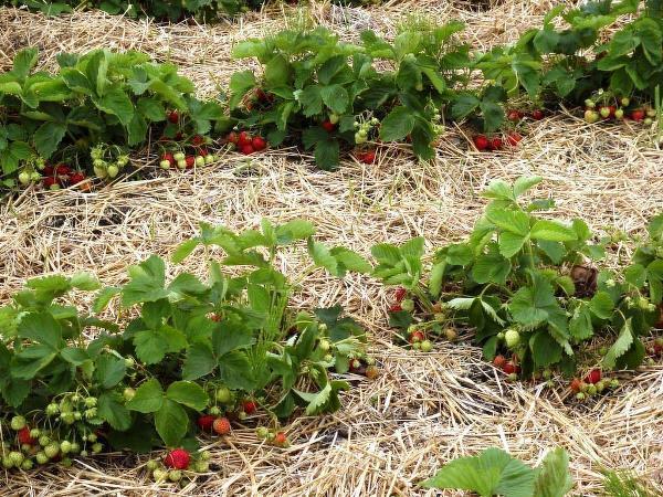 Protection contre les limaces aux fraises