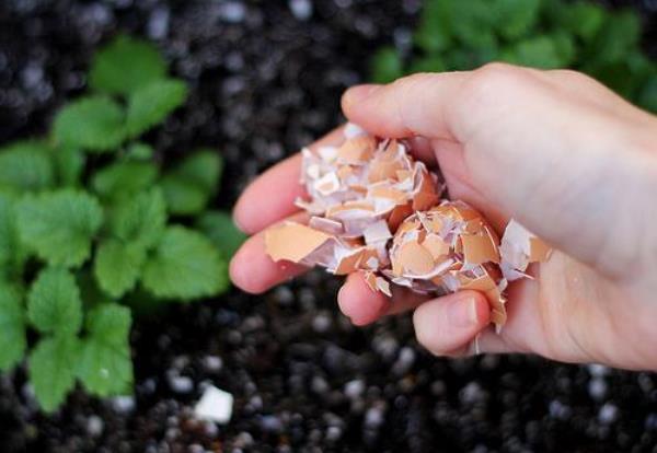 Coquilles d'œufs contre les limaces