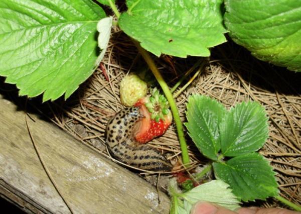 Les limaces mangent des fraises