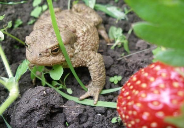 La grenouille mange des limaces