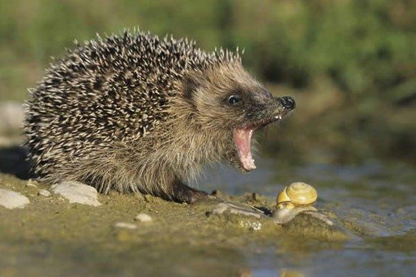 Les hérissons mangent des limaces