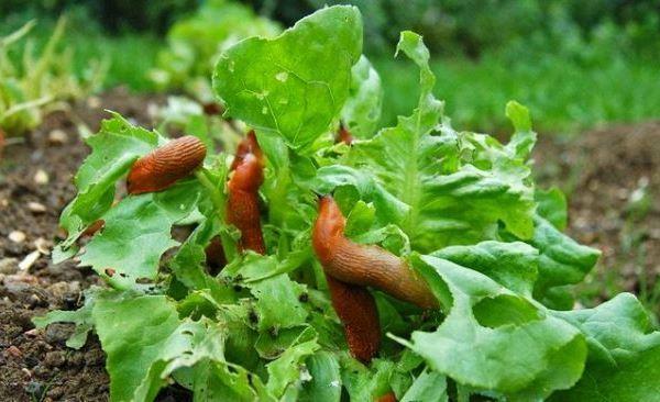 Limaces sur la salade