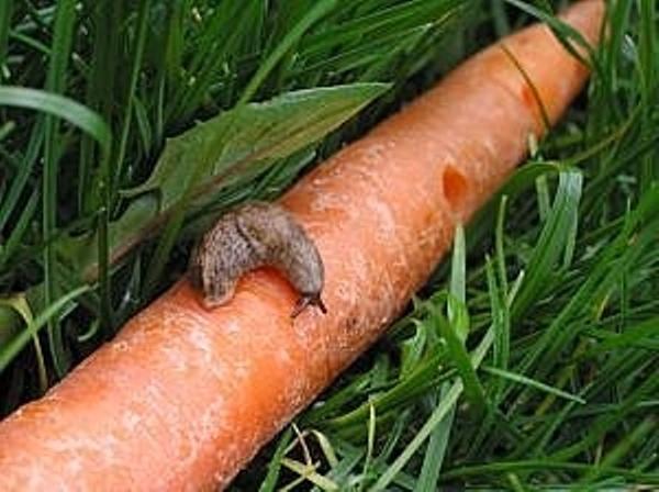 Carottes mangées par les limaces