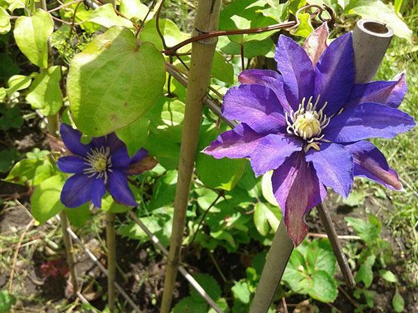 faible floraison