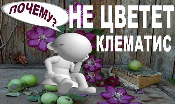 les clématites ne fleurissent pas