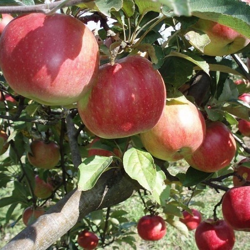 Descripción de la variedad idared del manzano