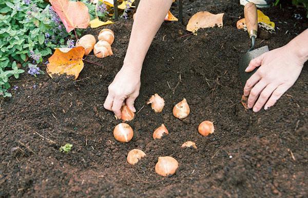 Cumplimos con los términos de plantación de tulipanes.