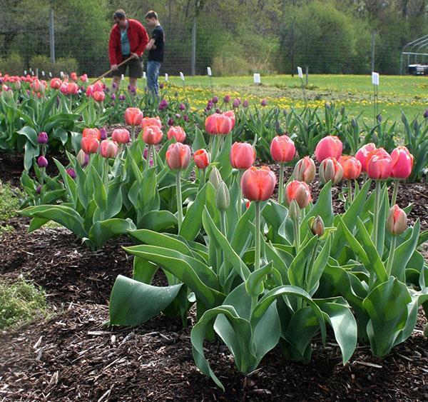 los tulipanes están floreciendo