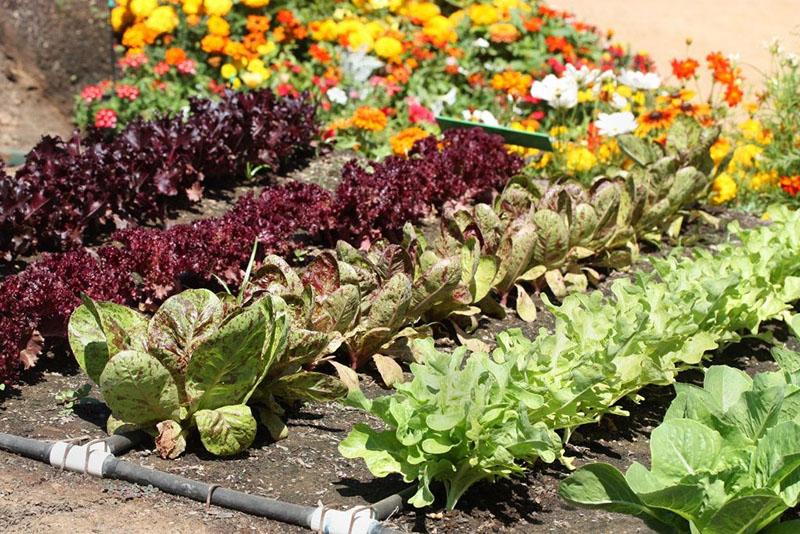 cuidar las plantaciones mixtas