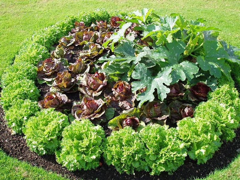 différents légumes dans le même parterre de fleurs