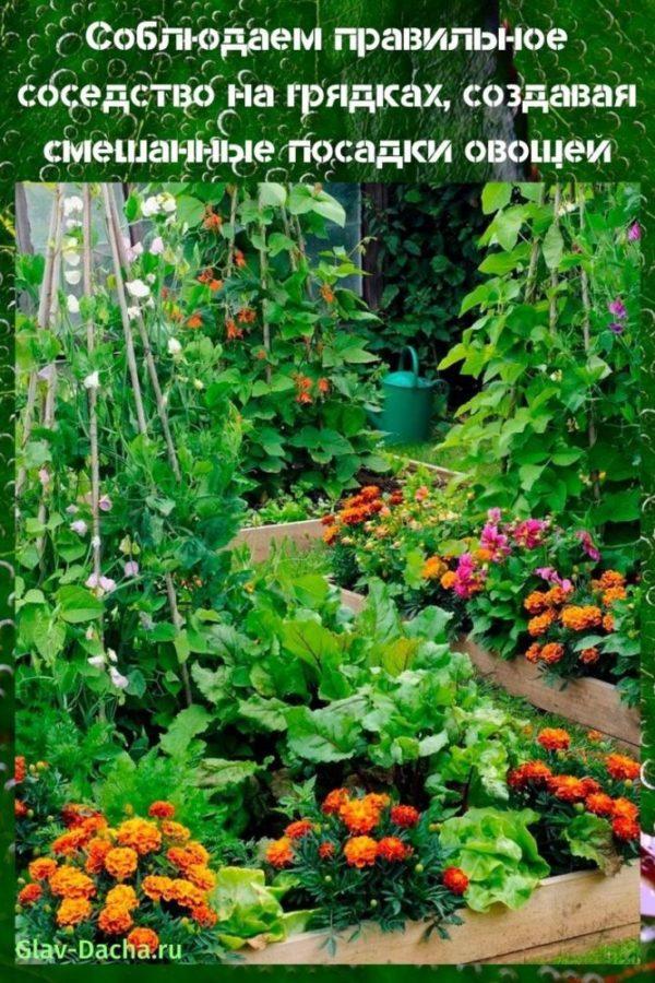 plantation mixte de légumes