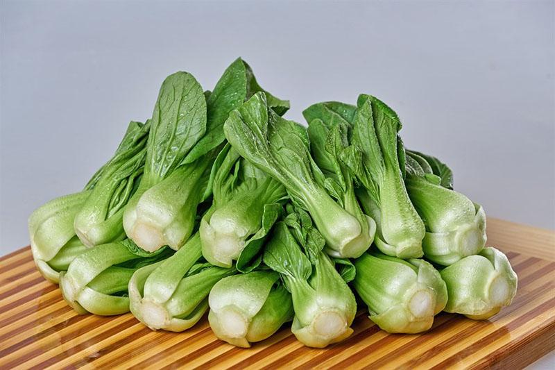 récolte de chou pak choy