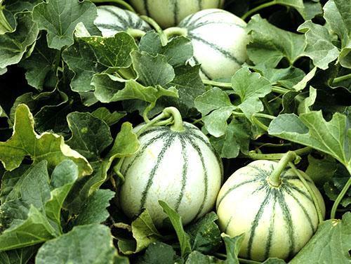 Avantages du melon en petites quantités