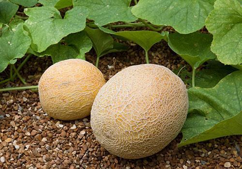 Le silicium dans la pulpe de melon est nécessaire au corps féminin