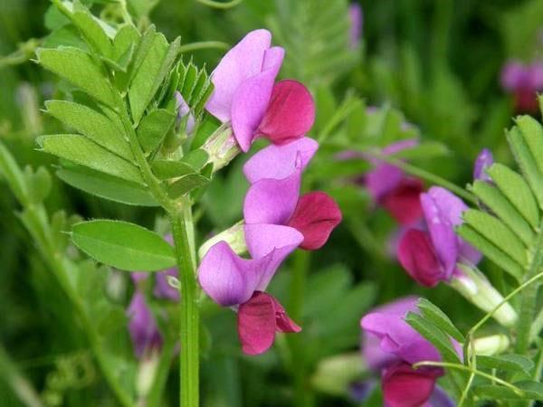 vicia floreciente