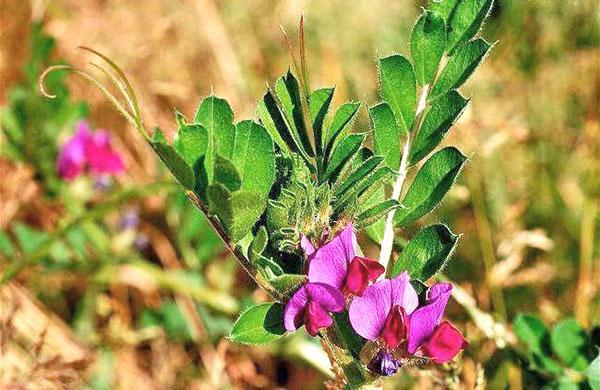 flores de hierba de arveja