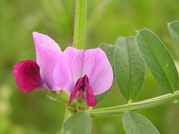 wiki de estructura de flor de hierba