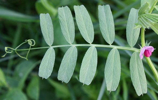 feuilles d'herbe de vesce