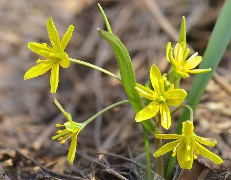 fleur jaune